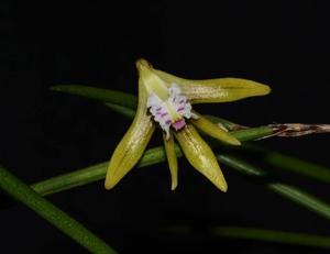 Dendrobium mortii