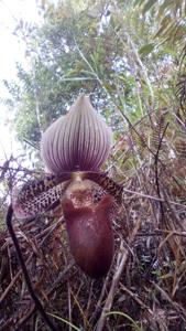 Paphiopedilum ciliolare