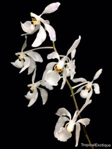 Holcoglossum subulifolium