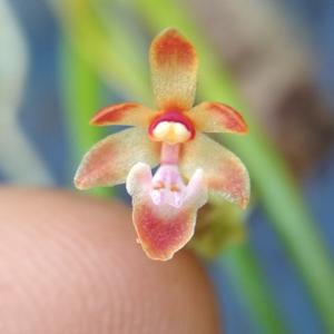 Thrixspermum fulgens