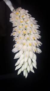 Dendrobium secundum