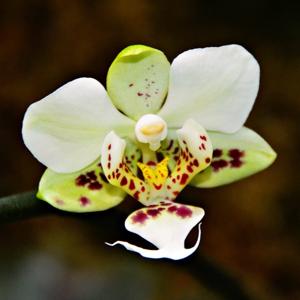 Phalaenopsis stuartiana