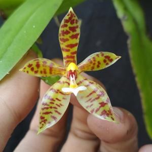 Phalaenopsis cornu-cervi