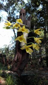 Dendrobium senile
