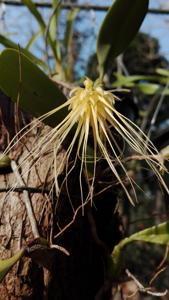 Bulbophyllum vaginatum