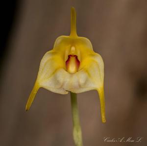 Masdevallia rimarima-alba