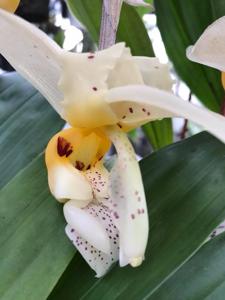 Stanhopea gibbosa