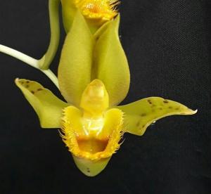 Catasetum schmidtianum