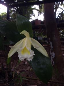 Sobralia macrophylla