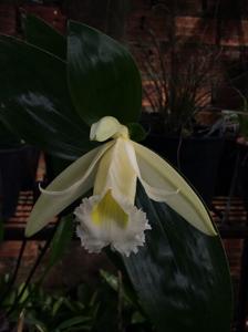 Sobralia macrophylla