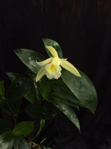 Sobralia macrophylla