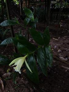 Sobralia macrophylla