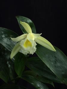 Sobralia macrophylla