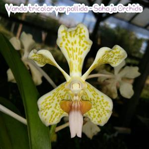 Vanda suavis