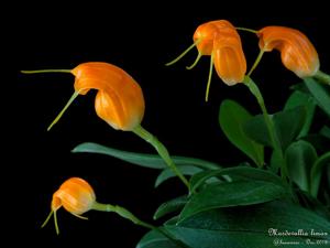 Masdevallia limax