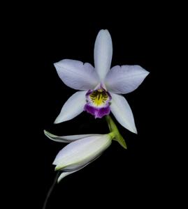 Laelia anceps