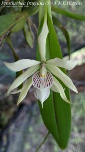 Prosthechea fragrans