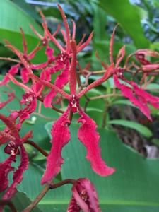 Renanthera coccinea