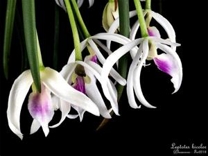 Leptotes bicolor