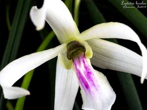 Leptotes bicolor