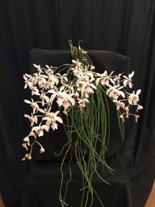 Holcoglossum wangii