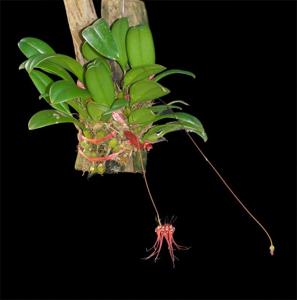 Bulbophyllum gracillimum