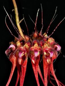 Bulbophyllum gracillimum