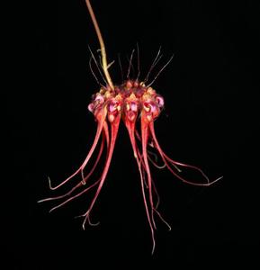 Bulbophyllum gracillimum