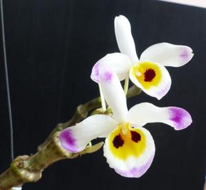 Dendrobium wardianum