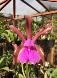 Cattleya elongata