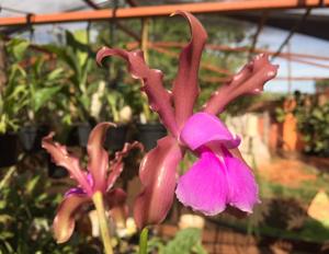 Cattleya elongata