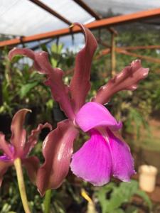 Cattleya elongata