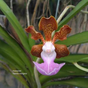 Vanda insignis