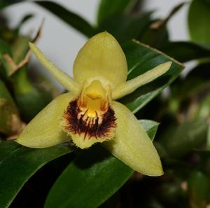 Coelogyne fimbriata