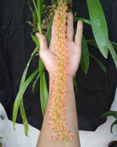 Liparis lacerata