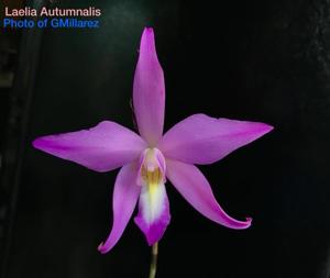 Laelia autumnalis