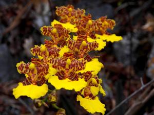 Rhynchostele londesboroughiana