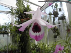 Dendrobium maccarthiae