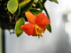 Cattleya dichroma