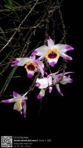 Dendrobium falconeri
