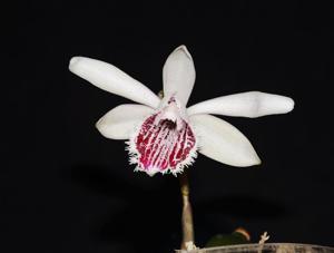 Pleione humilis