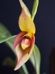 Bulbophyllum mandibulare