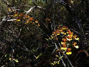 Rhynchostele londesboroughiana