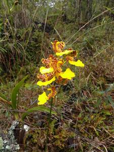 Rhynchostele londesboroughiana