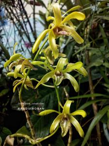 Dendrobium calophyllum