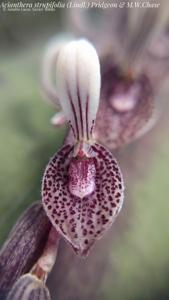 Acianthera strupifolia