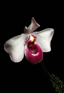 Paphiopedilum delenatii