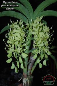 Cycnoches pentadactylon