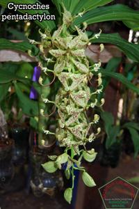 Cycnoches pentadactylon