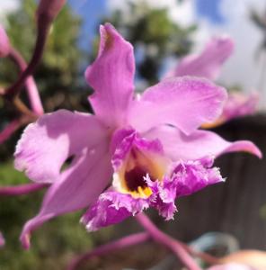 Myrmecophila humboldtii